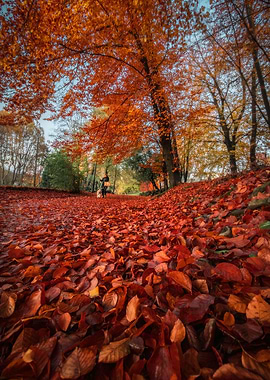Red Autumn Forest Print