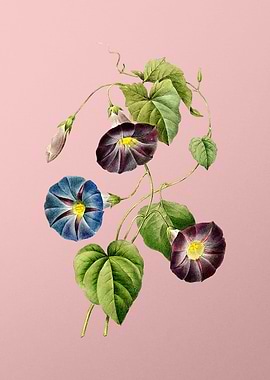 Morning Glory on Pink