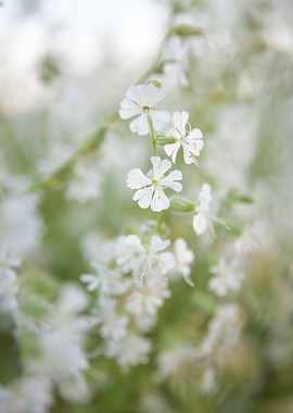 white bokeh 1