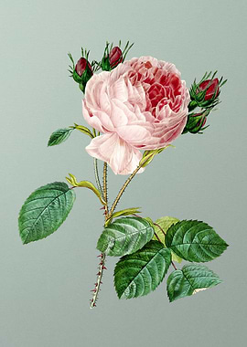 Centifolia Roses on Mint