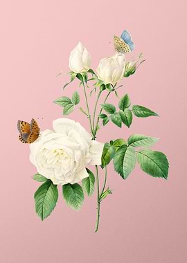 White Bengal Rose on Pink