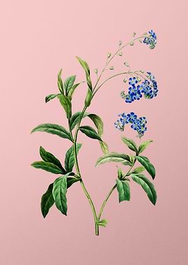 Water Forget Me Not Pink