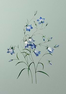 Campanule on Mint Green