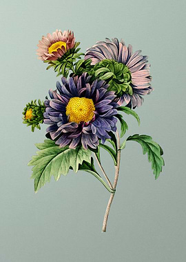 China Aster on Mint Green