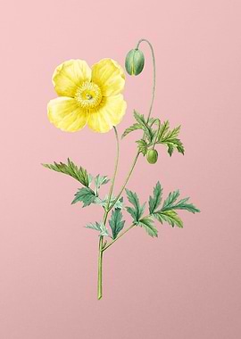 Welsh Poppy Flower on Pink