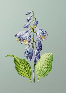 Blue Daylily on Mint Green