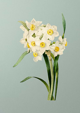 Daffodil on Mint Green