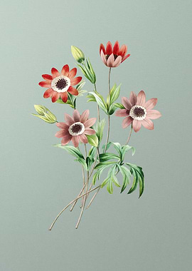 Broad Leaf Anemone on Mint