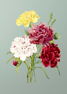 Carnation on Mint Green