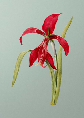 Amaryllis on Mint Green