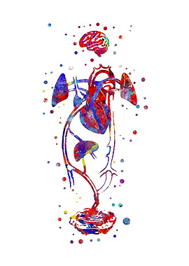 Fetal blood circulation