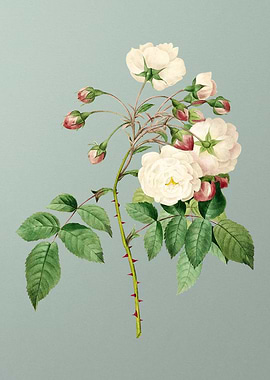 Adelia Aurelianensis Mint