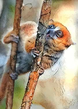Mouse Lemurs
