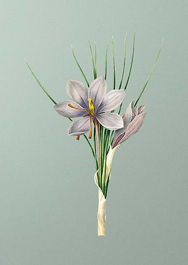 Autumn Crocus on Mint