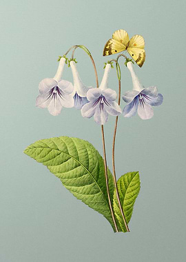 Canterbury Bells on Mint