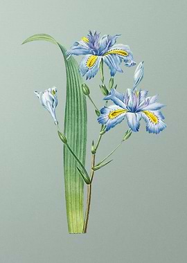 Butterfly Flower on Mint