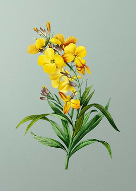 Cheiranthus Flower on Mint