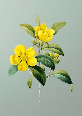 Golden Guinea Vine on Mint