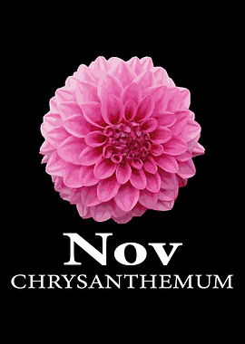 November Chrysanthemum Flo