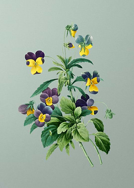 Johnny Jump Up on Mint