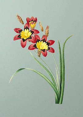 Ixia Tricolore on Mint
