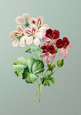 Cranes Bill Geranium Mint