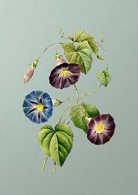 Morning Glory on Mint