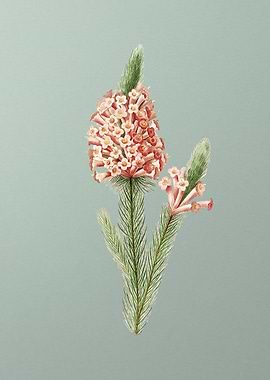 Heather Briar Root on Mint