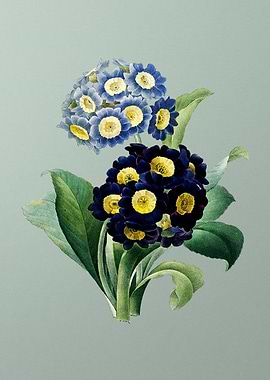 Mountain Cowslip on Mint