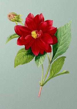 Double Dahlias on Mint