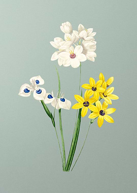 Corn Lily on Mint Green