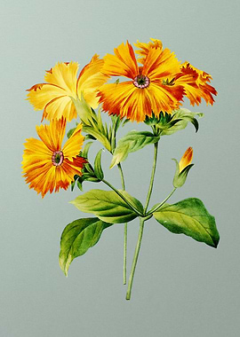 Lychnis Grandiflora Mint