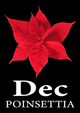 December Poinsettia Botani