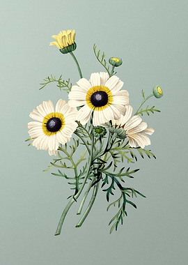 Chrysanthemum on Mint Gree