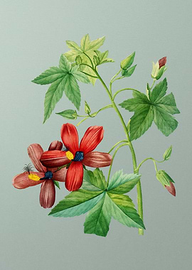 Lavatera Phoenicea on Mint