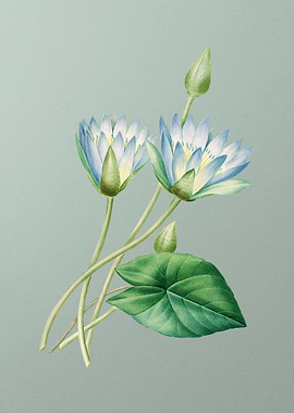 Egyptian Lotus on Mint