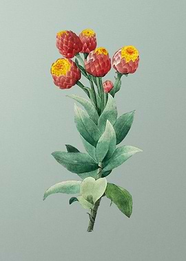 Cudweeds on Mint Green