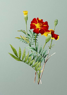 Mexican Marigold on Mint