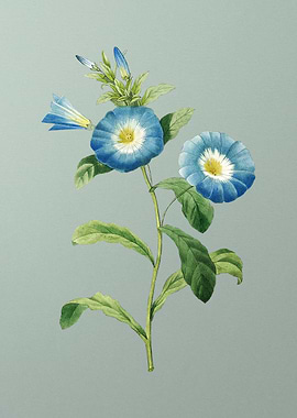 Field Bindweed on Mint