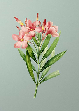 Oleander on Mint