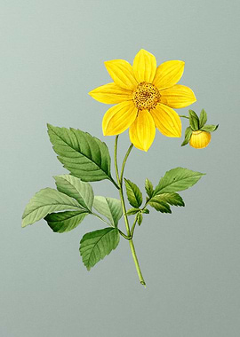 Dahlia Simplex on Mint