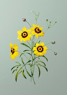 Coreopsis Elegans on Mint