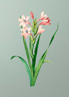 Gladiolus Saccatus on Mint