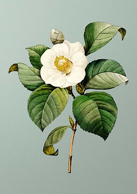 Japanese Camelia on Mint