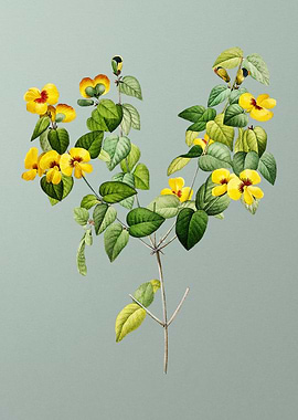 Platilobium on Mint Green