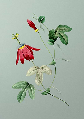 Red Passion Flower on Mint