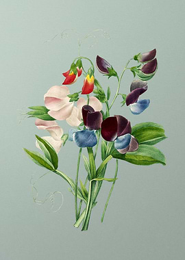 Sweet Pea on Mint Green