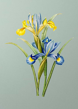 Spanish Iris on Mint Green