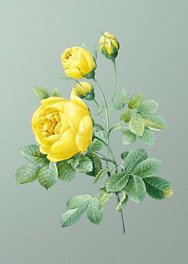 Yellow Rose on Mint Green