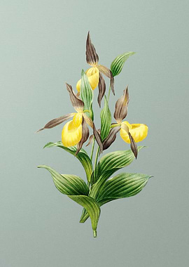 Sabot des Alpes on Mint